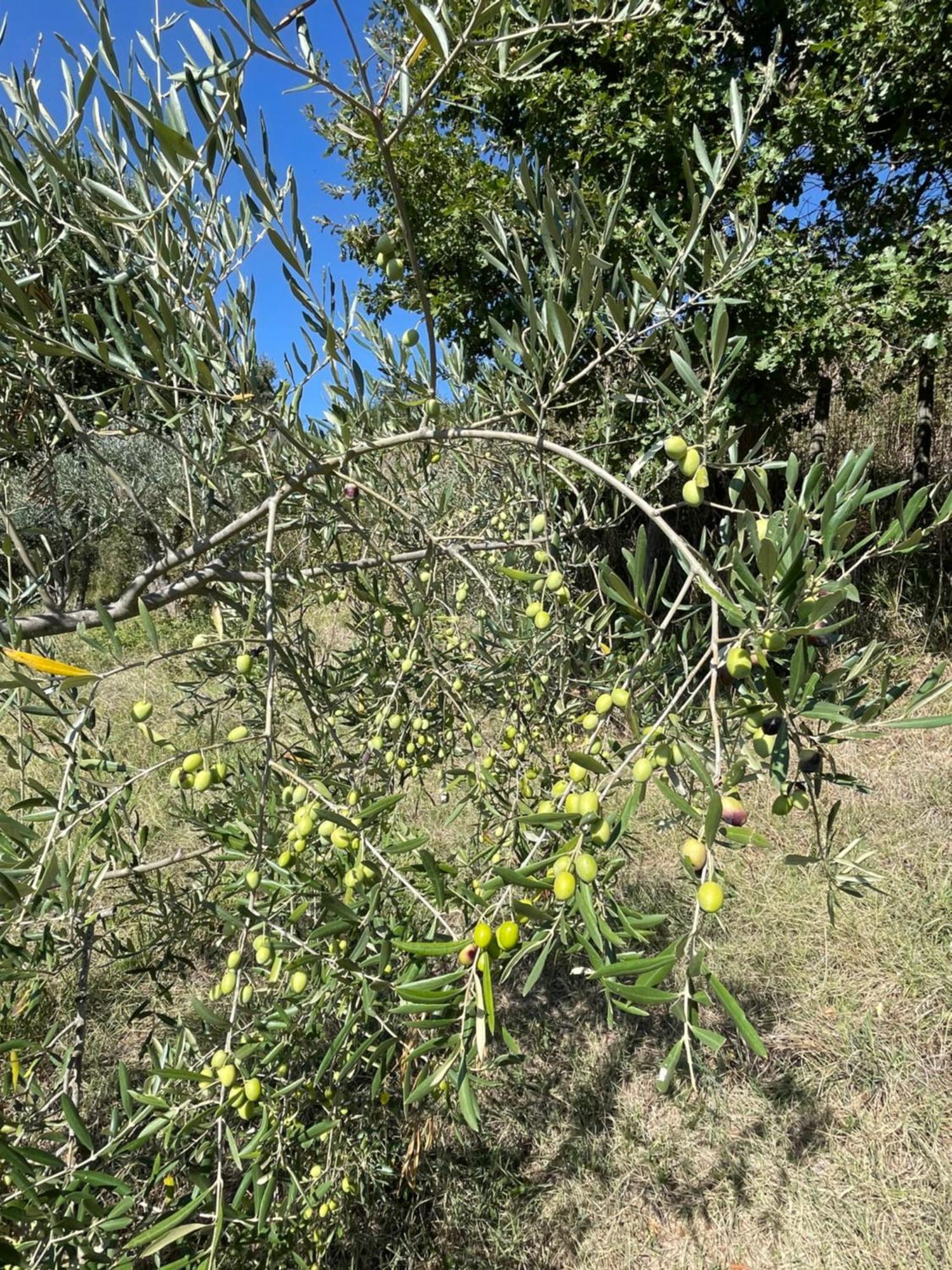 Casamoira Daire Trequanda Dış mekan fotoğraf